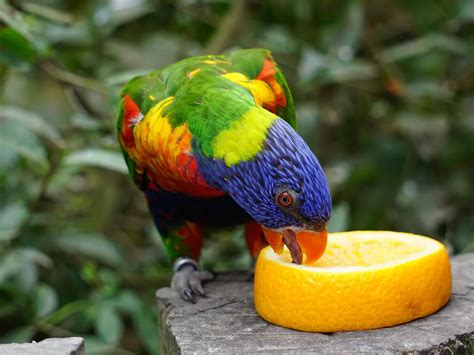 What Do Rainbow Lorikeets Eat? (Complete Guide) | Birdfact