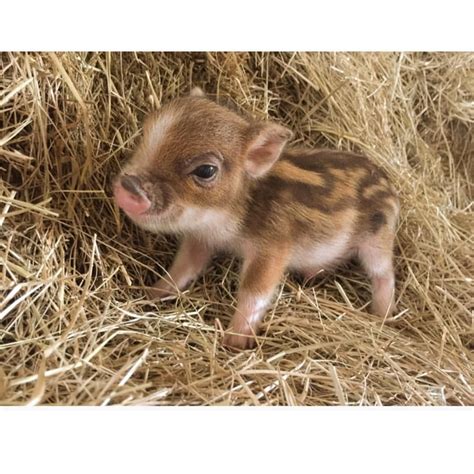 The Smallest Pig In The World