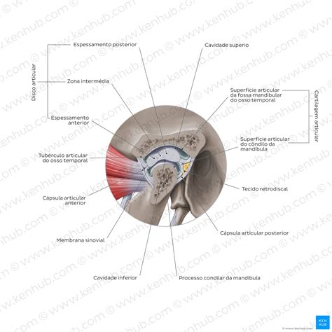 Articulação Temporomandibular (ATM) - Anatomia | Kenhub