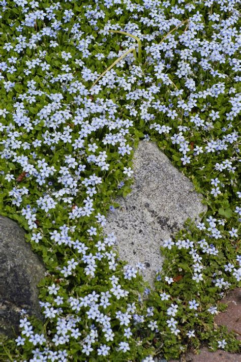 Blue Star Creeper – Featuring New Plants Every Day