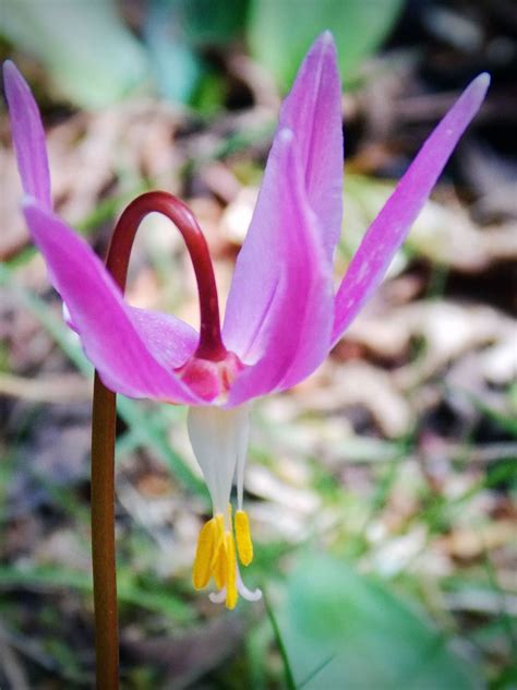 Flower at Sweet Creek Falls in Mapleton, Oregon Oregon Waterfalls ...