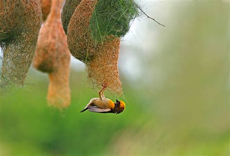 Weaver Bird Nest Stock Photos, Pictures & Royalty-Free Images - iStock