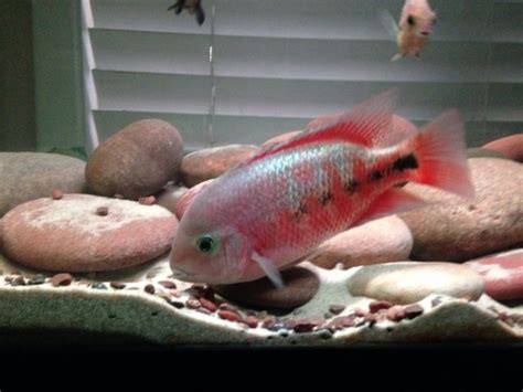 Vieja Cichlid ID Please | MonsterFishKeepers.com