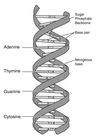 File:DNA-structure-and-bases.png - Wikipedia