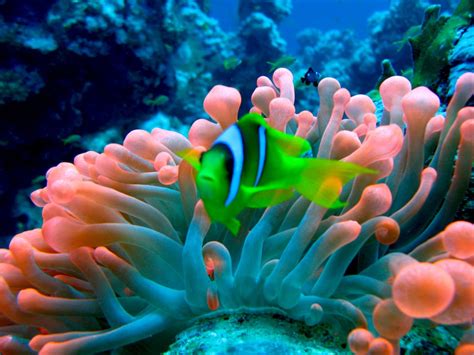 Sea Anemones Wallpapers High Quality | Download Free