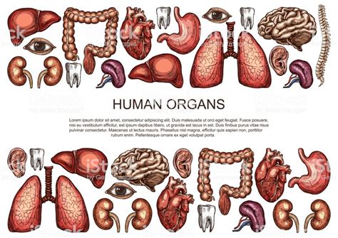 the human organs and their corresponding organ systems, hand drawn ...