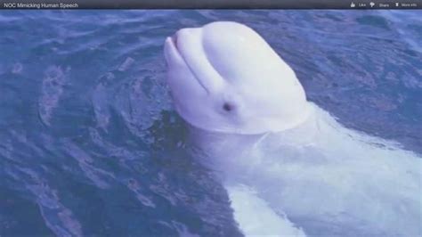 Beluga Whale Learned To Mimic Human Speech | Scoop News | Sky News