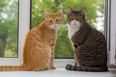 How Many Types of Tabby Cats Are There? - AvoDerm