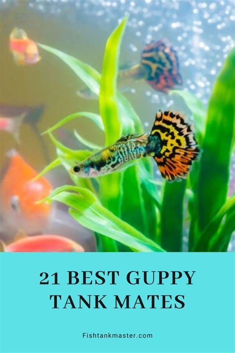 21 Best Guppy Tank Mates | Fish tank, Tropical fish tanks, Guppy fish