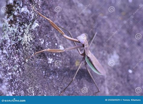 Female Arrow-winged Mantis Tenodera Angustipennis Brown Type. Stock ...