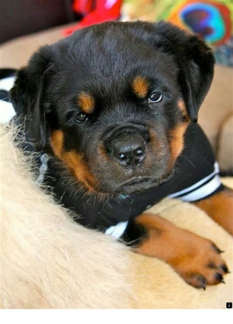 ~~Find out about pitbull puppies for sale. Please click here to read more...... Enjoy the ...