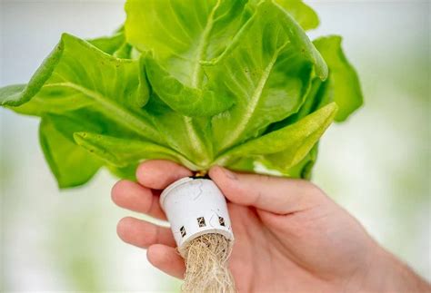 11 Easiest Crops to Grow with Hydroponics – NatureTech USA