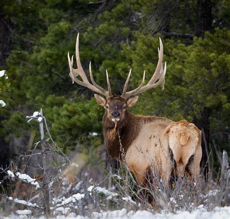 North American Elk | North American Elk (Cervus canadensis),… | Flickr