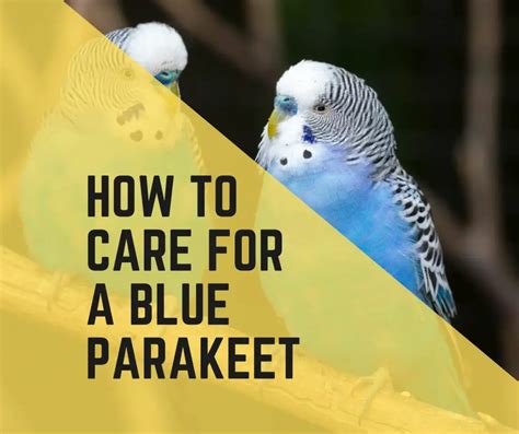 How To Care For A Blue Parakeet? +5 Safety Tips - Birds News