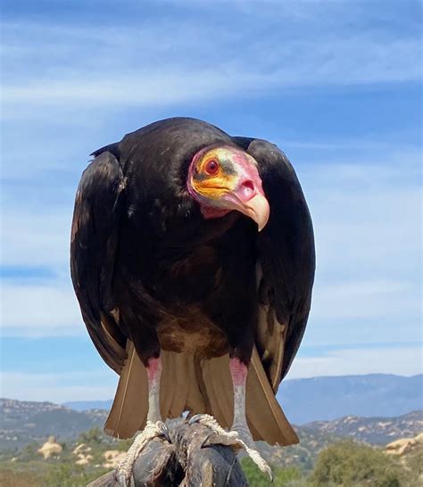 Vultures - Avian Behavior International