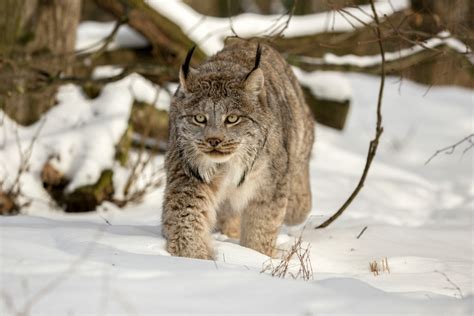 rr5 Canadian Lynx: Unveiling the Enchanting World of Feline Playfulness ...