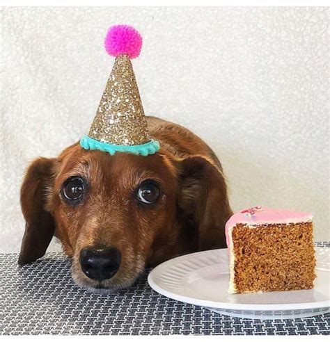 Dog Birthday Dog Costume Dog Birthday Hat Dog Party | Etsy