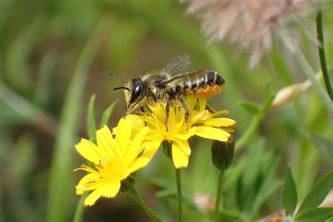 Guide to Solitary Bees | Hillier Garden Centres