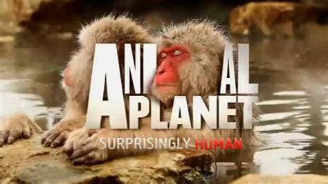 Animal Planet HD UK - Continuity 13-10-2014 [King Of TV Sat] - YouTube