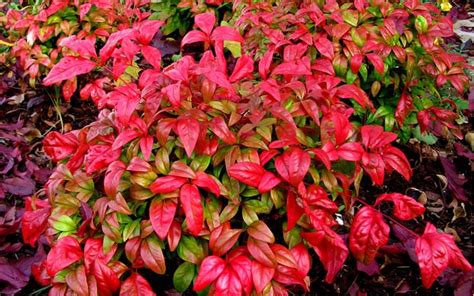 Firepower Dwarf Nandina | Firepower nandina, Heavenly bamboo, Dwarf nandina