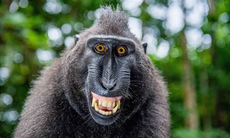 5 Incredible Videos of Monkeys Laughing (And Why They Do It) - A-Z Animals