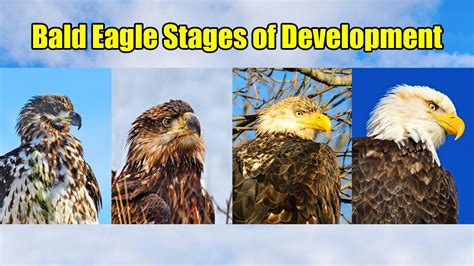 Bald Eagle Development - YouTube