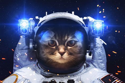 astronaut, Cat HD Wallpapers / Desktop and Mobile Images & Photos