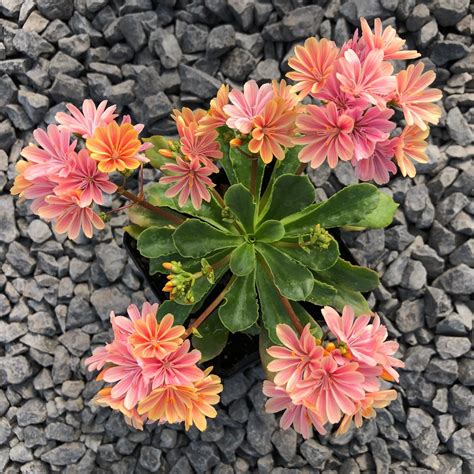 Lewisia cotyledon 'Rainbow' - Bitter Root (4.5" Pot) | Little Prince To Go