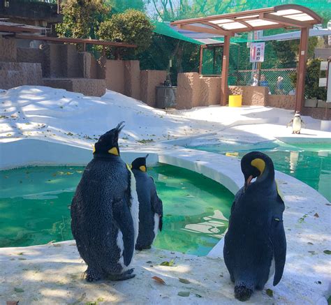 An Osaka Family Favorite! Tennoji Zoo | Kansai Odyssey