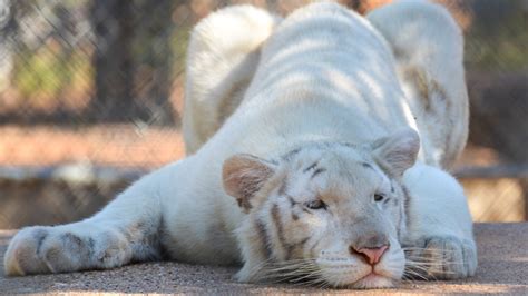 1920x1080 Resolution tiger, albino, baby 1080P Laptop Full HD Wallpaper ...