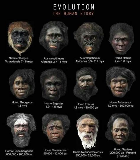 Homo sapiens evolution sur Pinterest | Adam et eve histoire, Trace ...