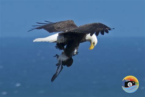 Eagles Gotta Eat, Too – Nature's Coast Oregon