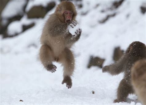 Monkey Snowball Fight | Snow monkey, Baby jungle animals, Monkeys funny