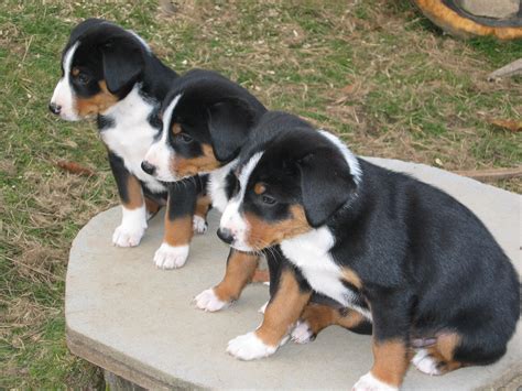 Appenzeller sennenhund - Puppies, Rescue, Pictures, Information ...