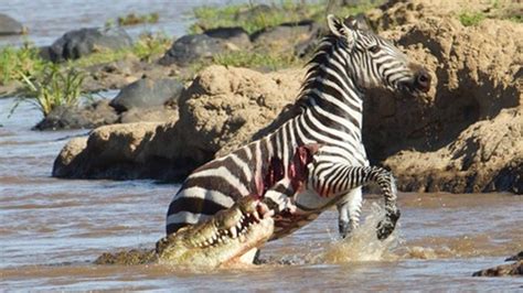 Crocodile Tears Through Zebra's Soft Belly | Animals, Crocodiles, Zebras