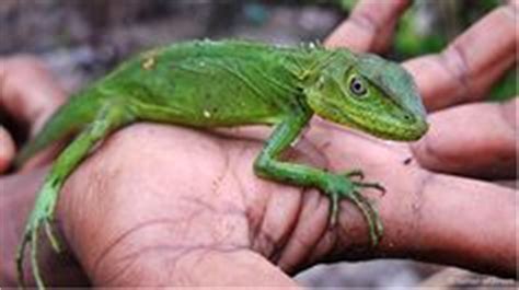 Animals of Papua New Guinea