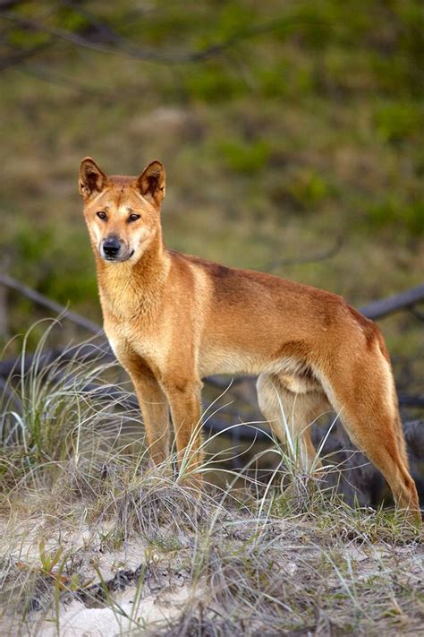 Around 300 dingos live on Fraser Island in Queensland, Australia. At ...