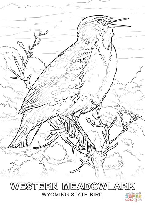 Wyoming State Bird coloring page | Free Printable Coloring Pages