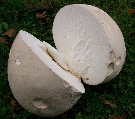 Calvatia gigantea – Midwest American Mycological Information