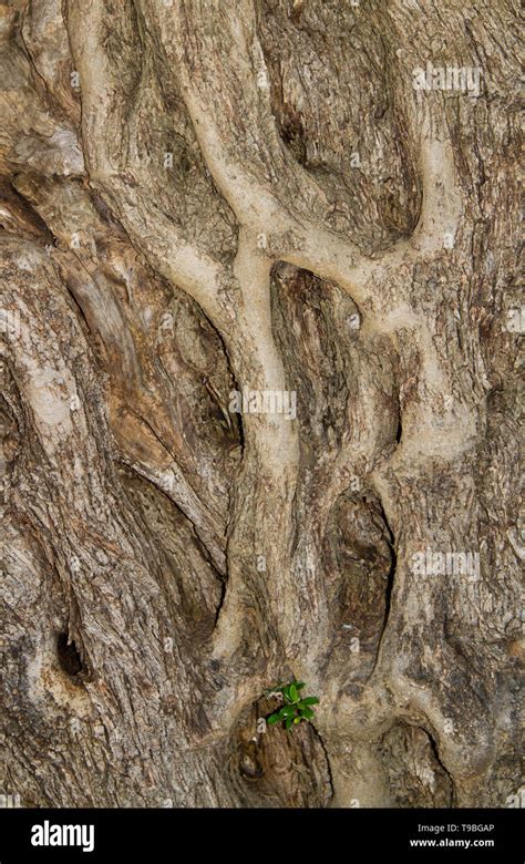 Olive tree bark hi-res stock photography and images - Alamy