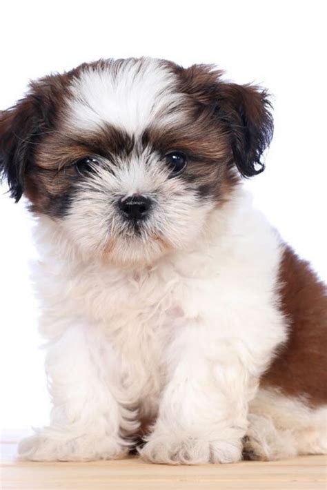 Cute white puppy white background. , Shih tzu puppies #shihtzu | Shih ...