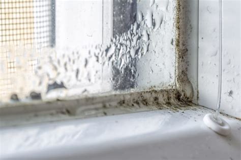 BLACK MOLD VS MILDEW – 7 COMMON MISCONCEPTIONS AND WHEN TO DIY - Branch Environmental