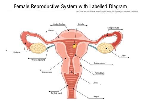 Female Reproductive System With Labelled Diagram | Presentation ...