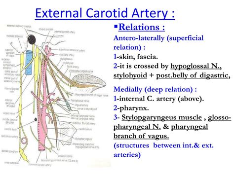 PPT - Common Carotid Artery : PowerPoint Presentation, free download ...