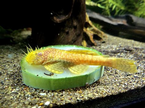 Teach me your pleco ways! Caves, breeding, maturity rates and more ...