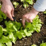 How to Grow Lettuce - Harvest to Table