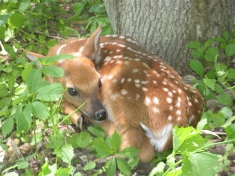 Fawn (Baby Deer) Information and Photos | ThriftyFun