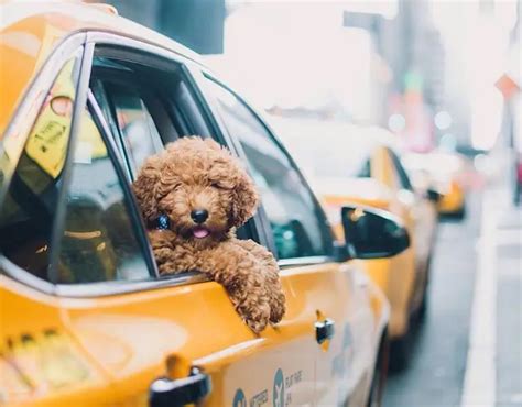 Can I take my Dog in a Taxi or Uber? - TaxiFareFinder Newsroom