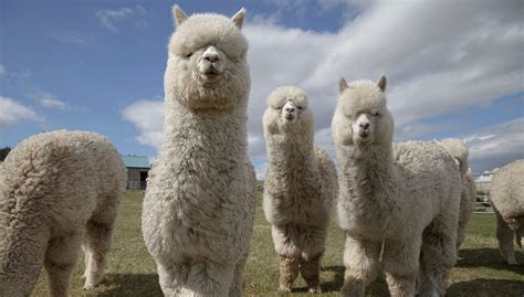 Can You Make Money From Alpaca Farming? | AutoTrader