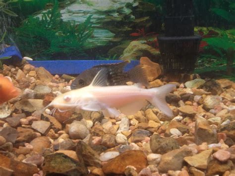 Alby- The albino channel catfish. : r/Aquariums